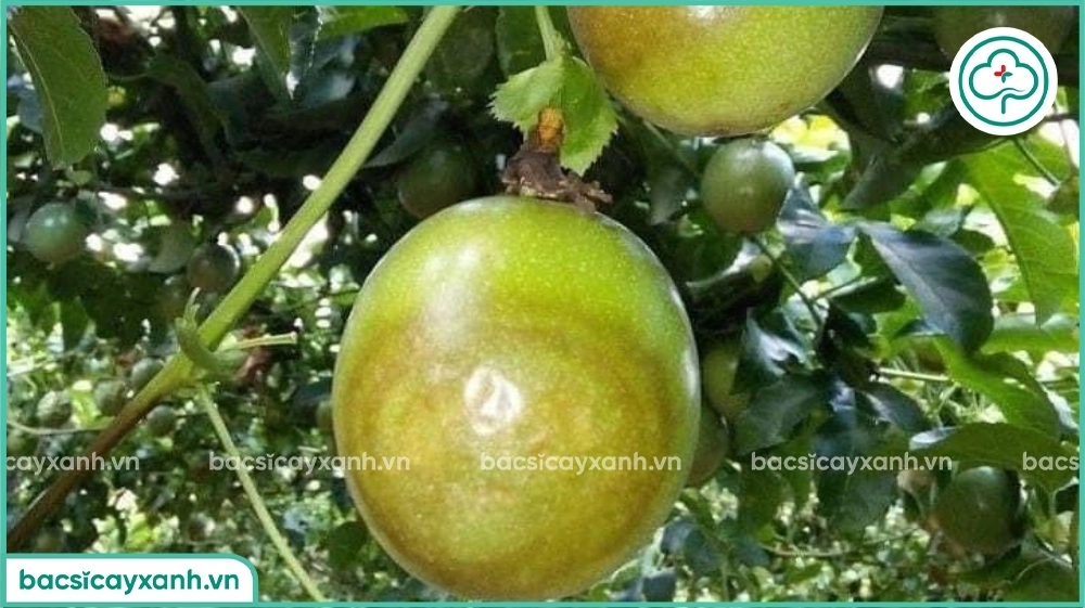 Bệnh đốm dầu trên chanh dây